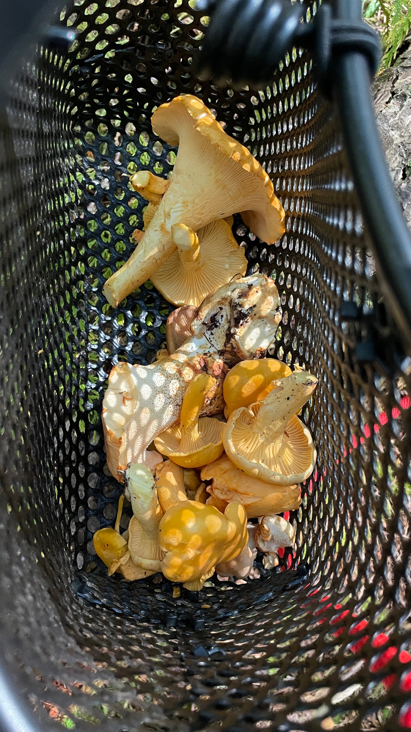 Forager Bag - Black Leather